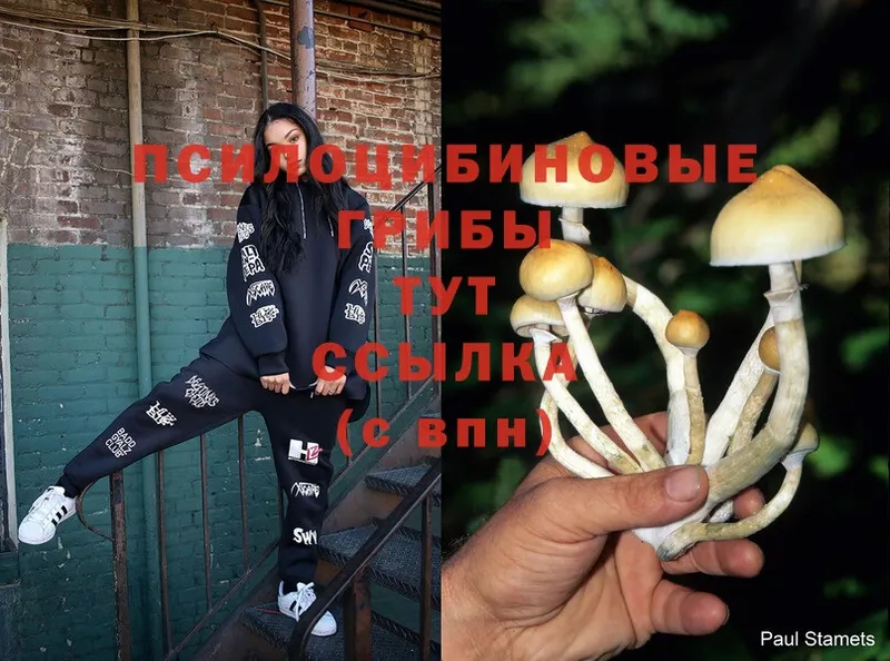 omg онион  Алзамай  Галлюциногенные грибы Cubensis 